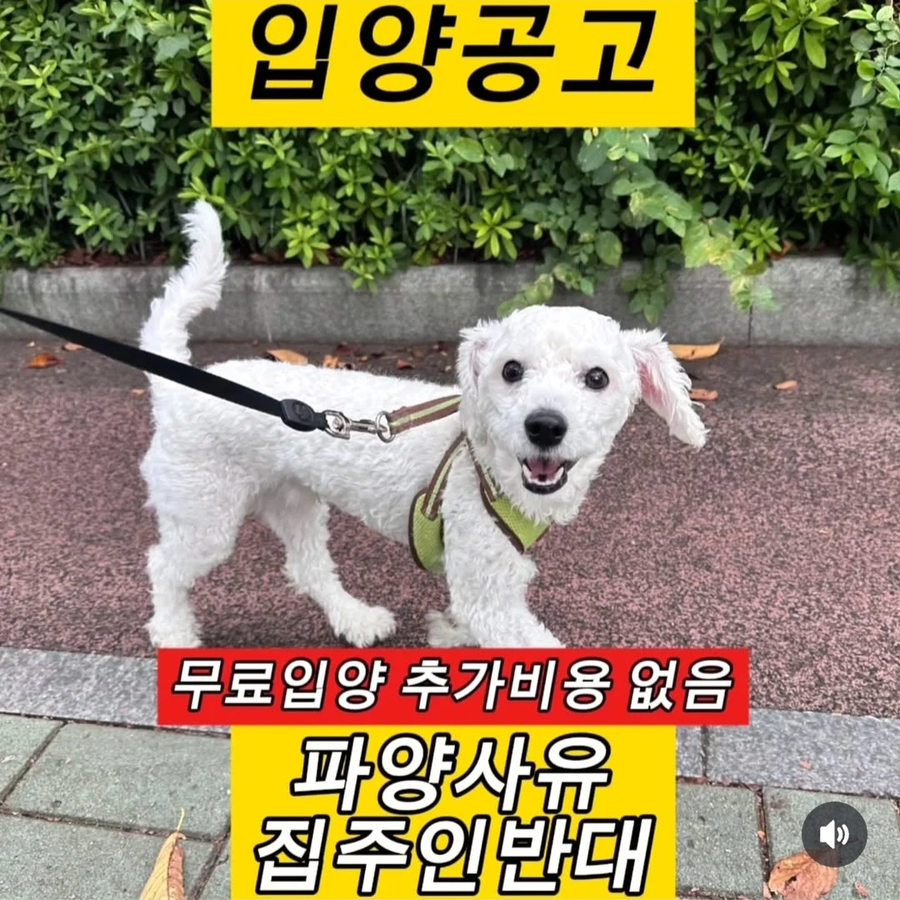 파양사유들.jpe_4.webp