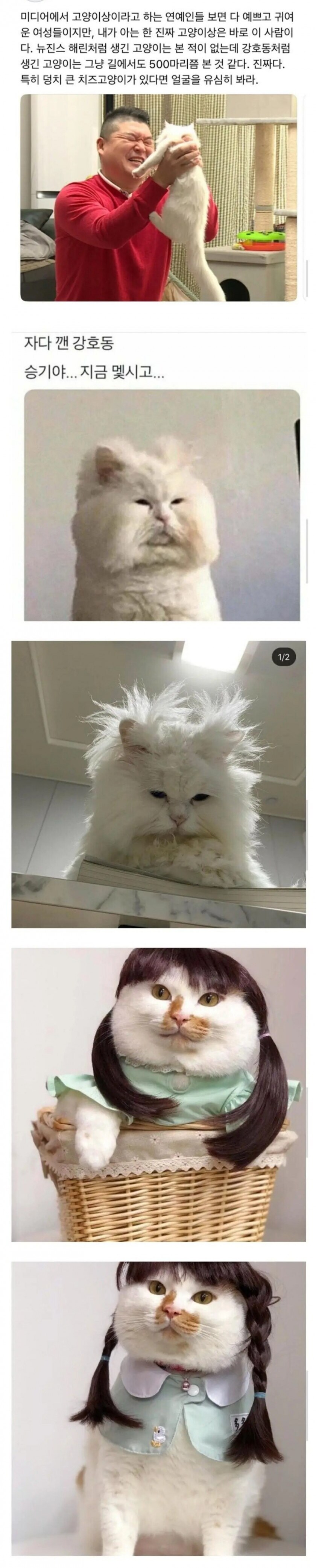 고양이상 연예인 레전드_1.jpg