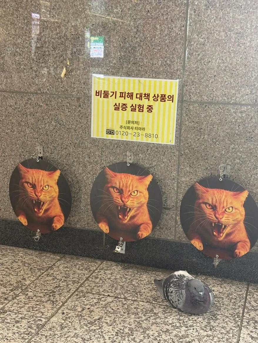 비둘기 때문에 피해가 커진다는 일본의 비둘기 퇴치 방법. jpg_1.webp
