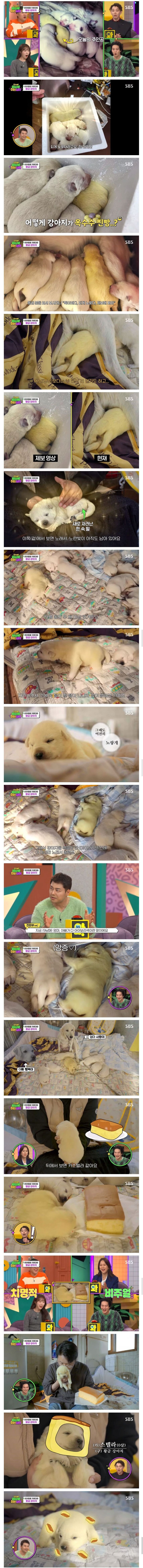 인절미들 사이에 카스테라_1.jpg