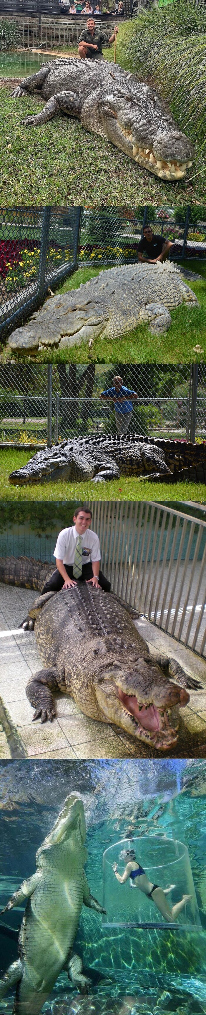 바다악어가 얼마나 큰지 알아보자_2.jpg