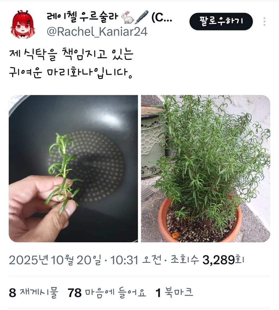 제 식탁을 책임져주고 있는 작은 마리화나입니다_1.jpg