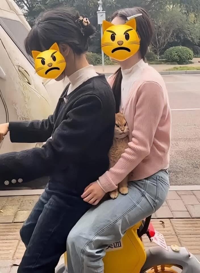 너무나 쉽게 일어나는 고냥이 학대 ㅋㅋㅋ_1.jpg