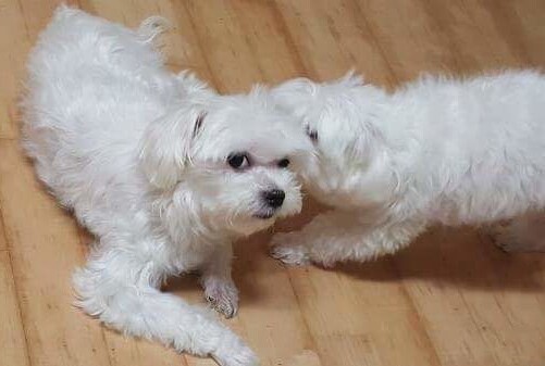 ...저 자가 배신자입니다 회장님...._1.png