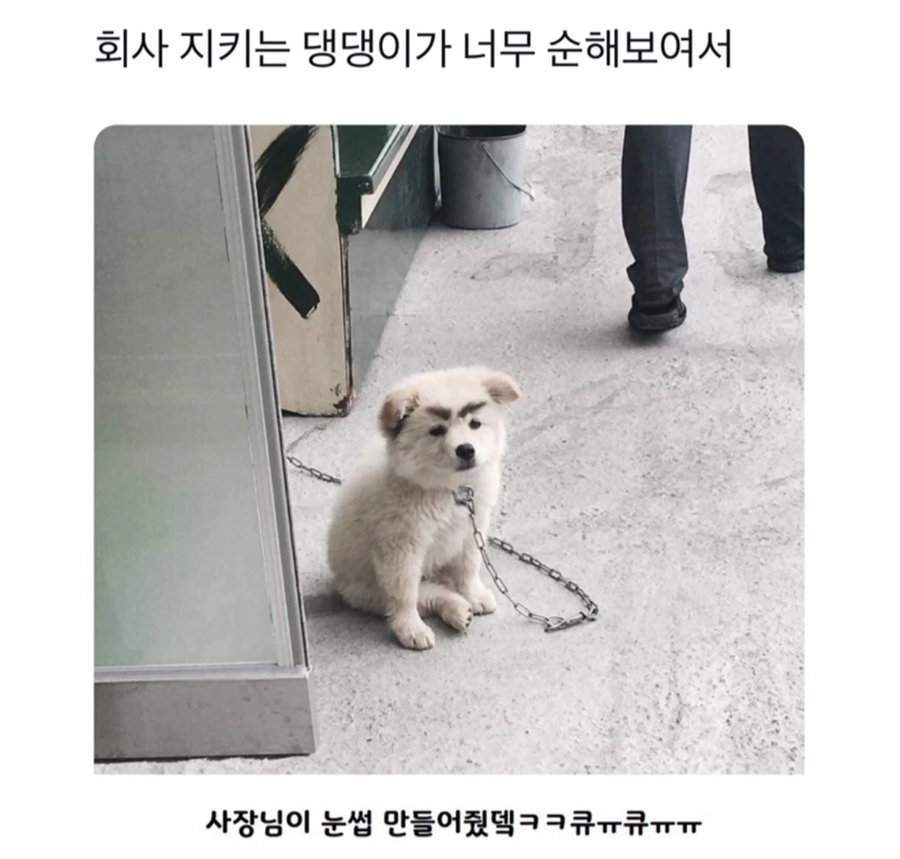 회사 지키는 댕댕이가 너무 순해보여서_1.webp