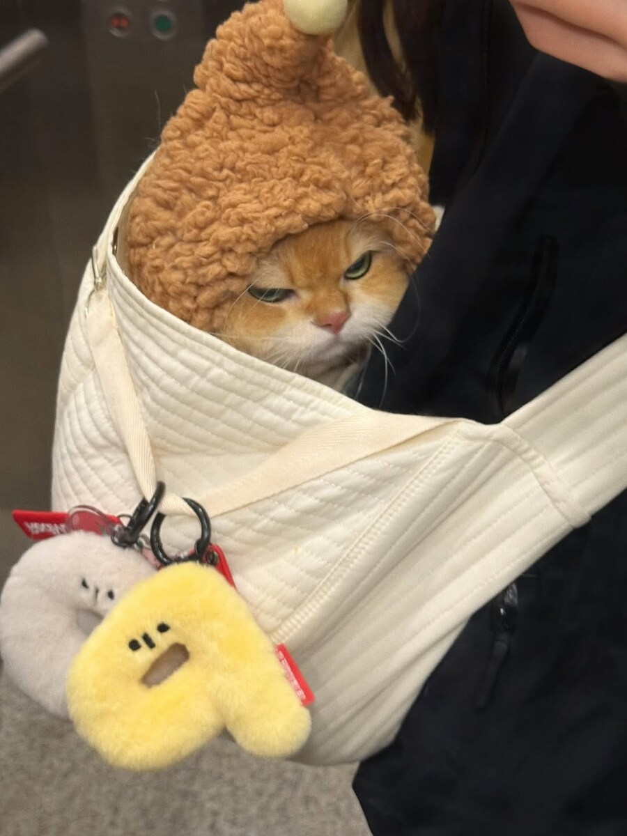 집사와 함께 외출하는 냐옹이..._1.jpg