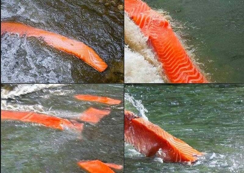 수율 100퍼센트 신비의 물고기.jpg_1.jpg