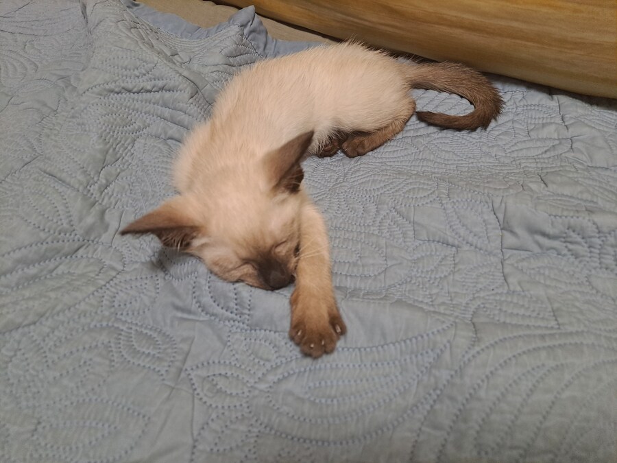 샴아깽이 시절 잠자는 모습이 귀엽다..._2.jpg