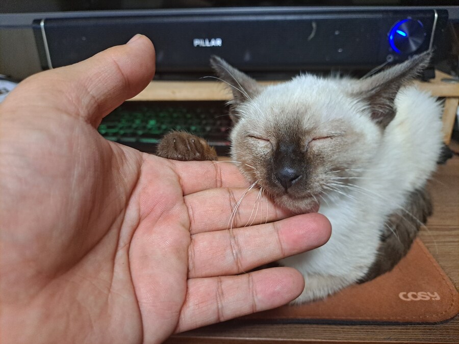 샴아깽이 시절 잠자는 모습이 귀엽다..._4.jpg