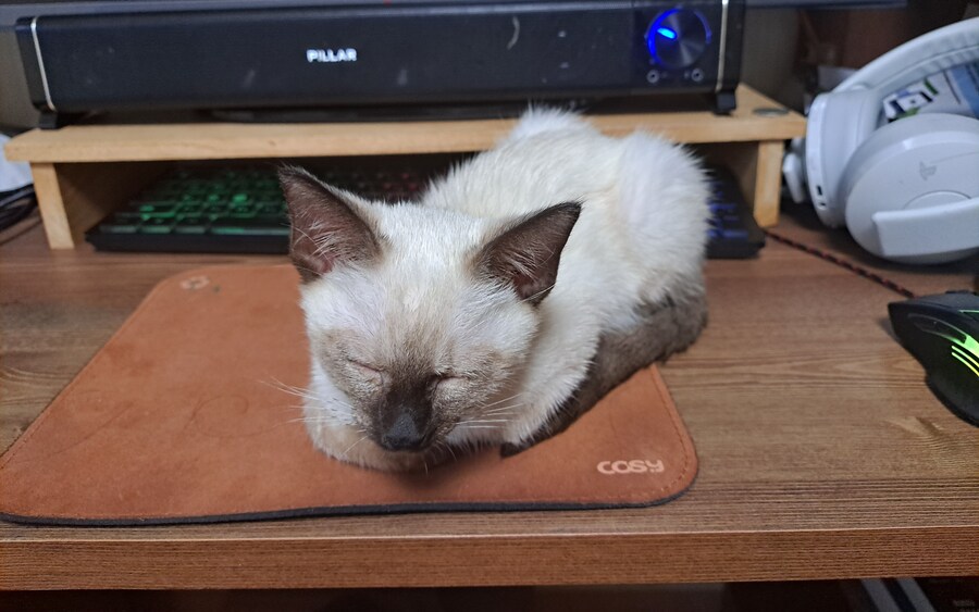 샴아깽이 시절 잠자는 모습이 귀엽다..._6.jpg