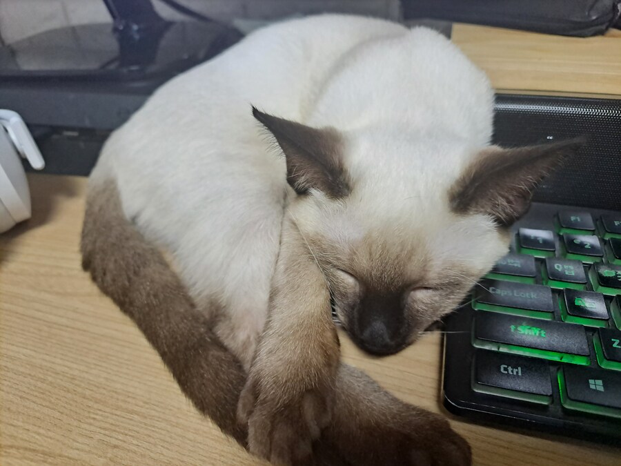 샴아깽이 시절 잠자는 모습이 귀엽다..._7.jpg