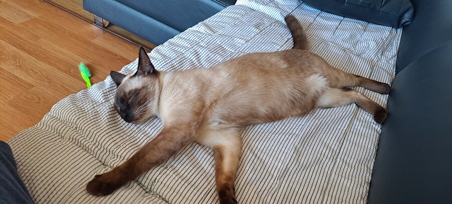 샴아깽이 시절 잠자는 모습이 귀엽다..._9.jpg