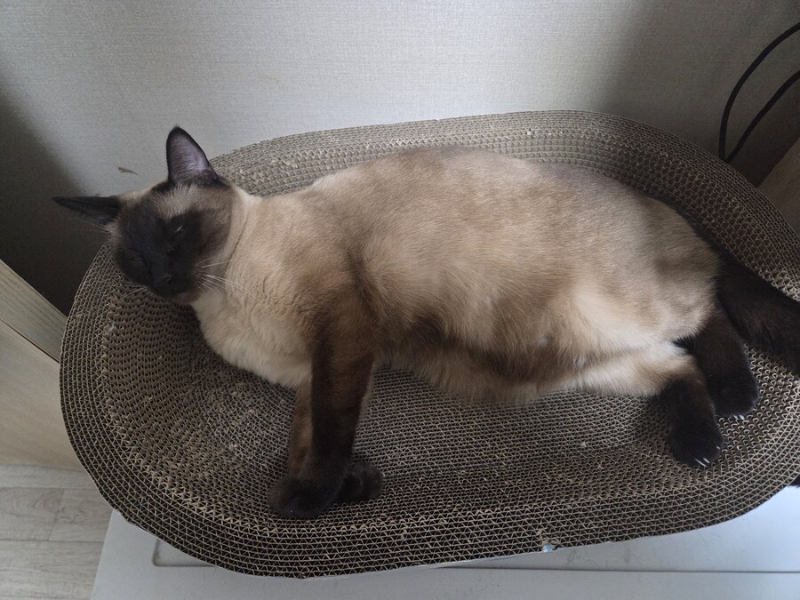 샴아깽이 시절 잠자는 모습이 귀엽다..._10.jpg