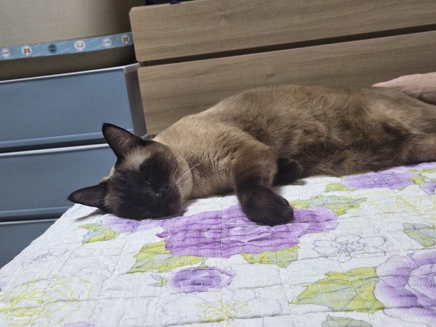 샴아깽이 시절 잠자는 모습이 귀엽다..._11.jpg