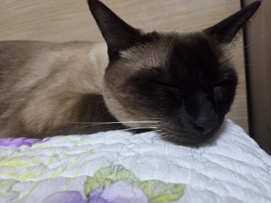 샴아깽이 시절 잠자는 모습이 귀엽다..._12.jpg