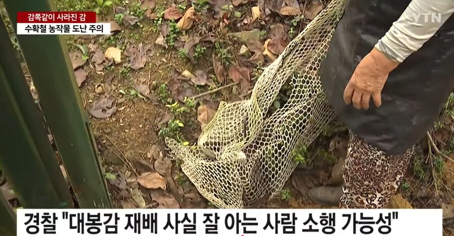 감쪽같이 사라진 감 도둑 ㄷㄷ_3.png