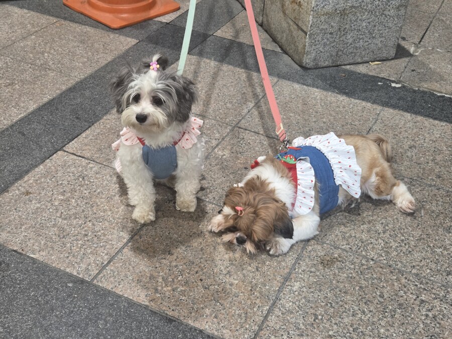 마트에서 만난 댕댕이들 너무 귀엽네요_3.jpg