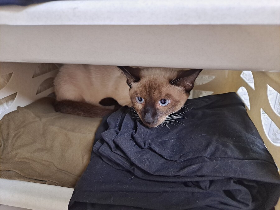 고양이 키우는 집에 있던 옷 수납장의 최후_1.jpg