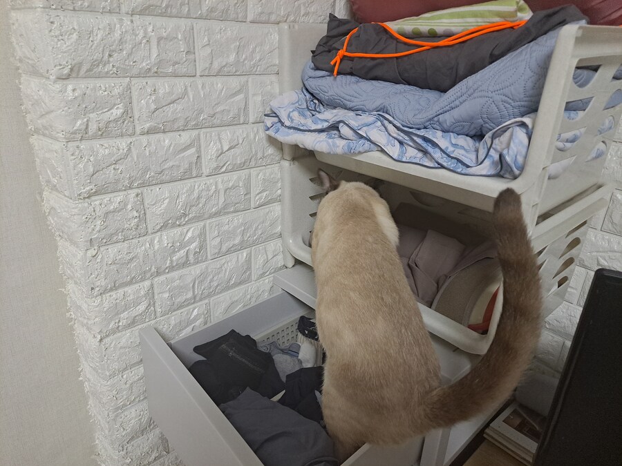 고양이 키우는 집에 있던 옷 수납장의 최후_4.jpg