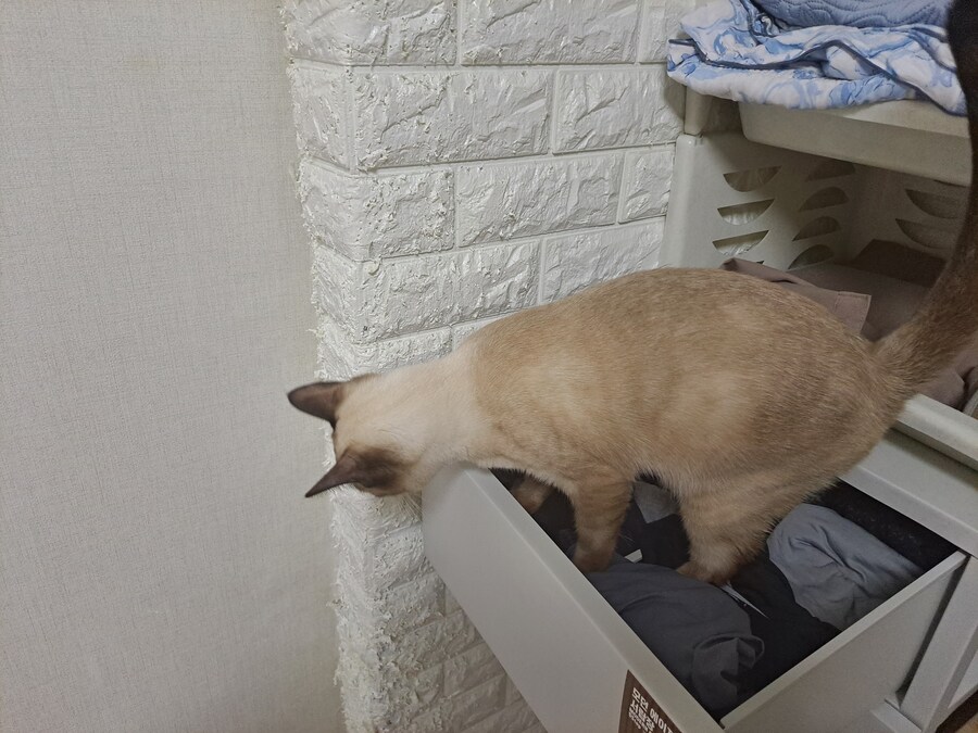 고양이 키우는 집에 있던 옷 수납장의 최후_5.jpg