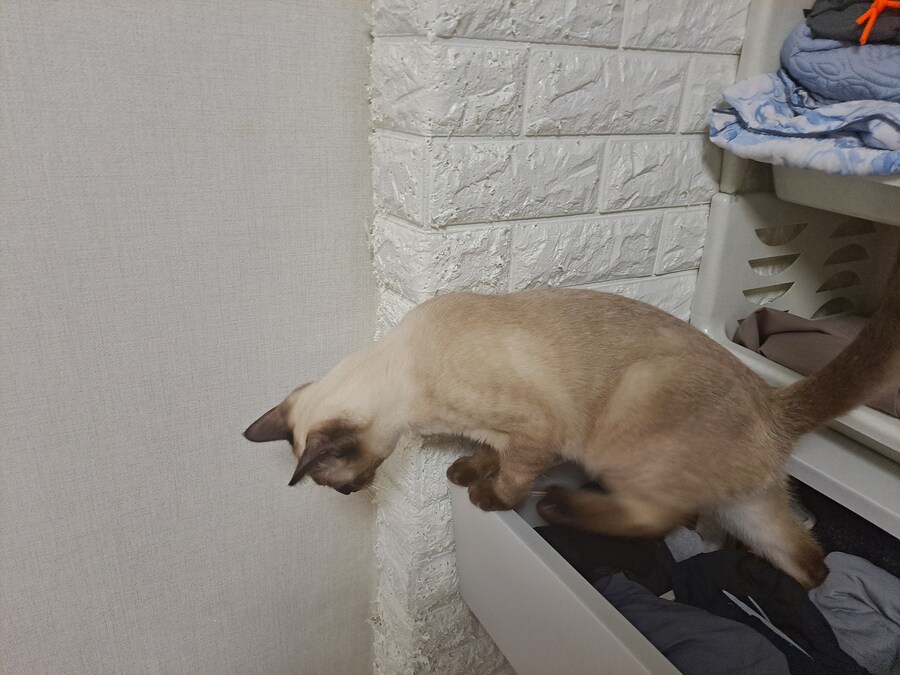 고양이 키우는 집에 있던 옷 수납장의 최후_6.jpg