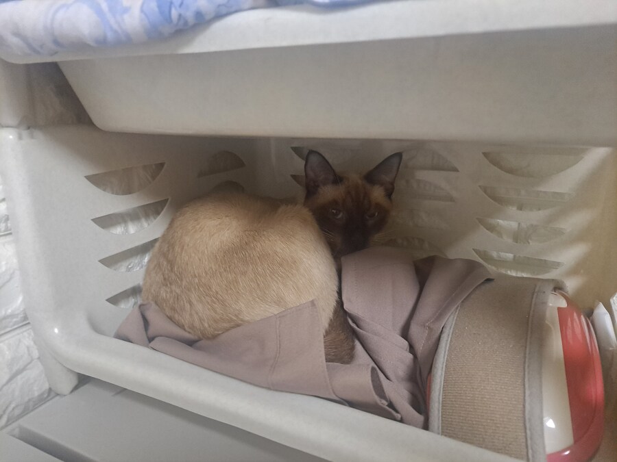 고양이 키우는 집에 있던 옷 수납장의 최후_7.jpg