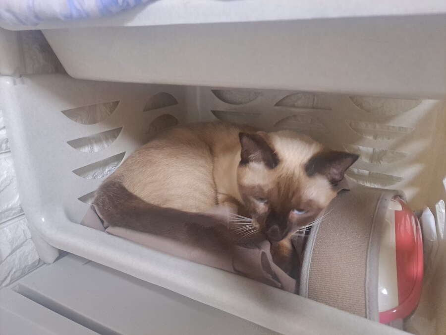 고양이 키우는 집에 있던 옷 수납장의 최후_8.jpg