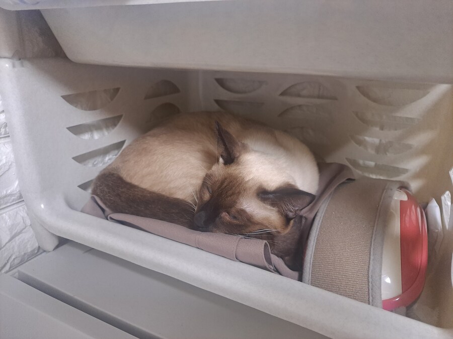 고양이 키우는 집에 있던 옷 수납장의 최후_9.jpg