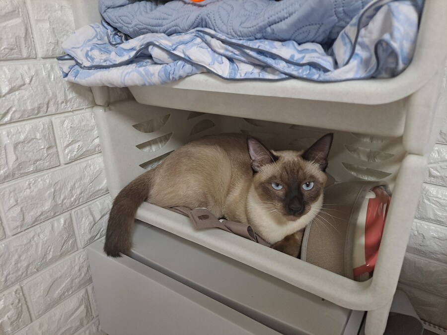 고양이 키우는 집에 있던 옷 수납장의 최후_10.jpg