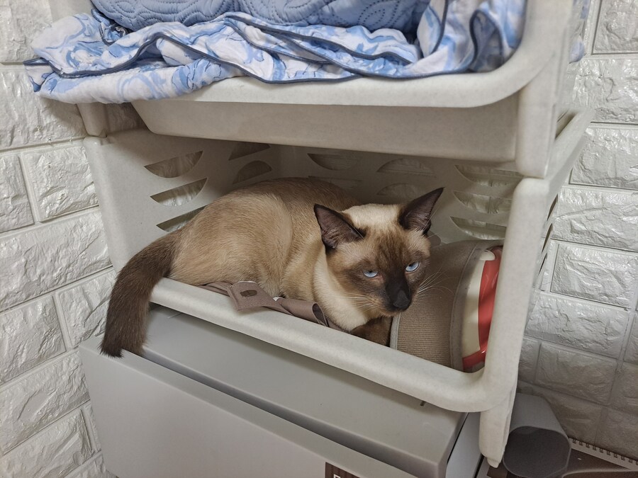 고양이 키우는 집에 있던 옷 수납장의 최후_11.jpg