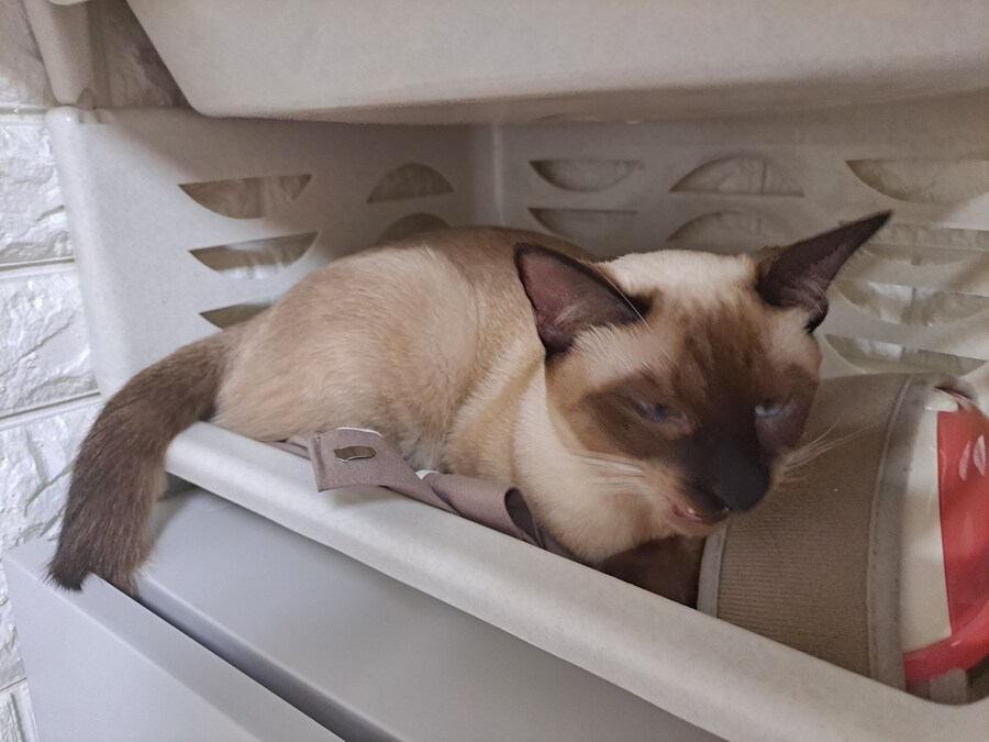 고양이 키우는 집에 있던 옷 수납장의 최후_12.jpg
