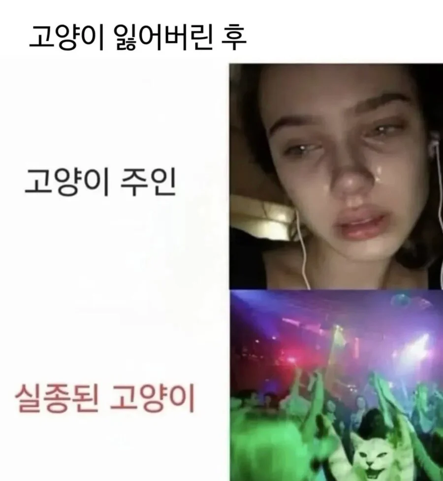 고양이 잃어버렸을 때_1.webp