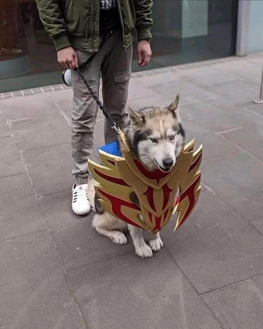 주인의 선택이 마음에 안드는 허스키_1.jpg