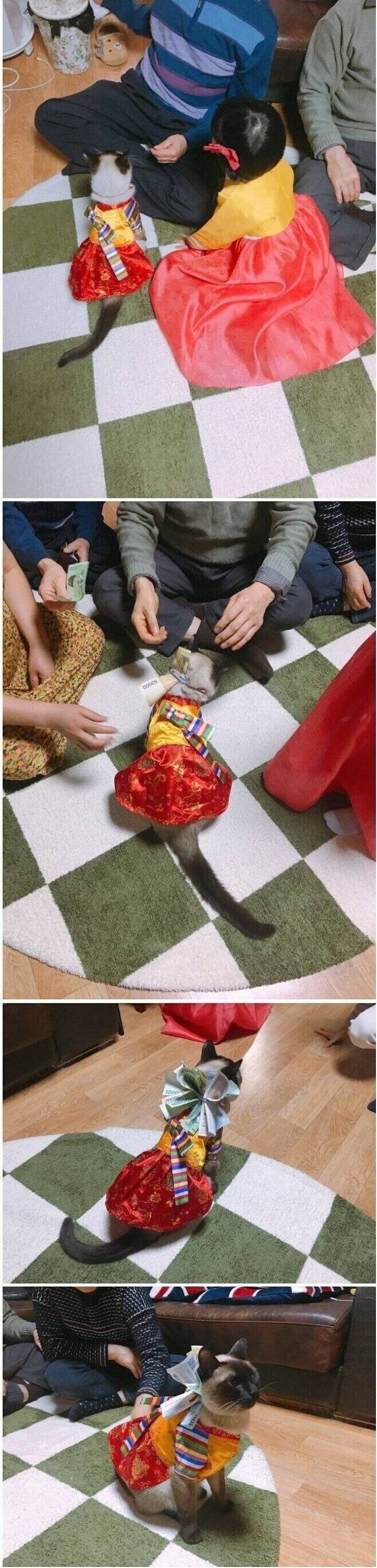 츄르값 스스로 벌고 다니는 고양이.jpg_1.jpg