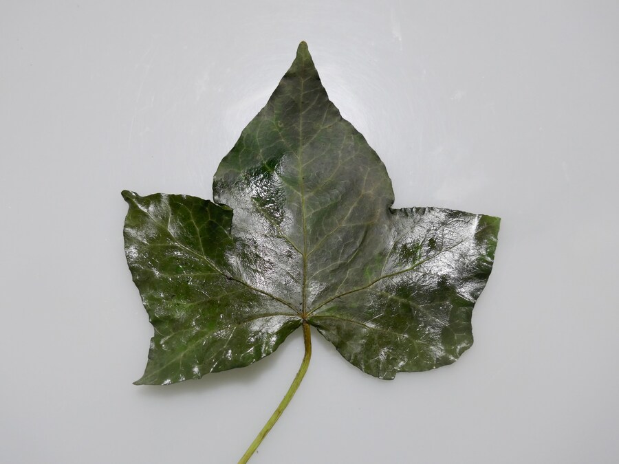 나뭇잎 잘라 그림 그리는 아트_8.jpg