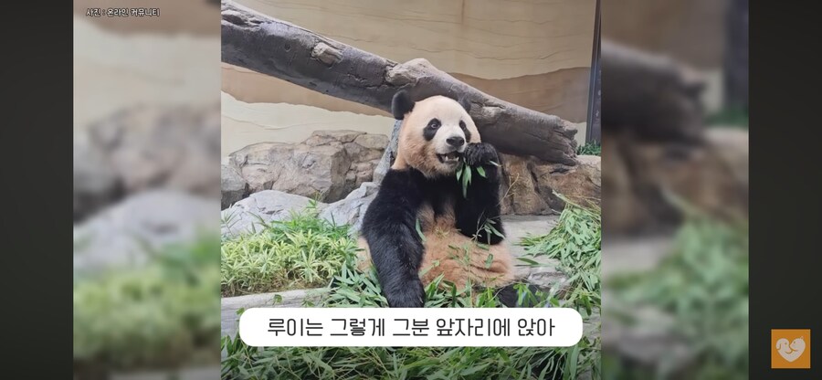 휠체어 탄 관람객 앞으로 간 루이바오_4.png