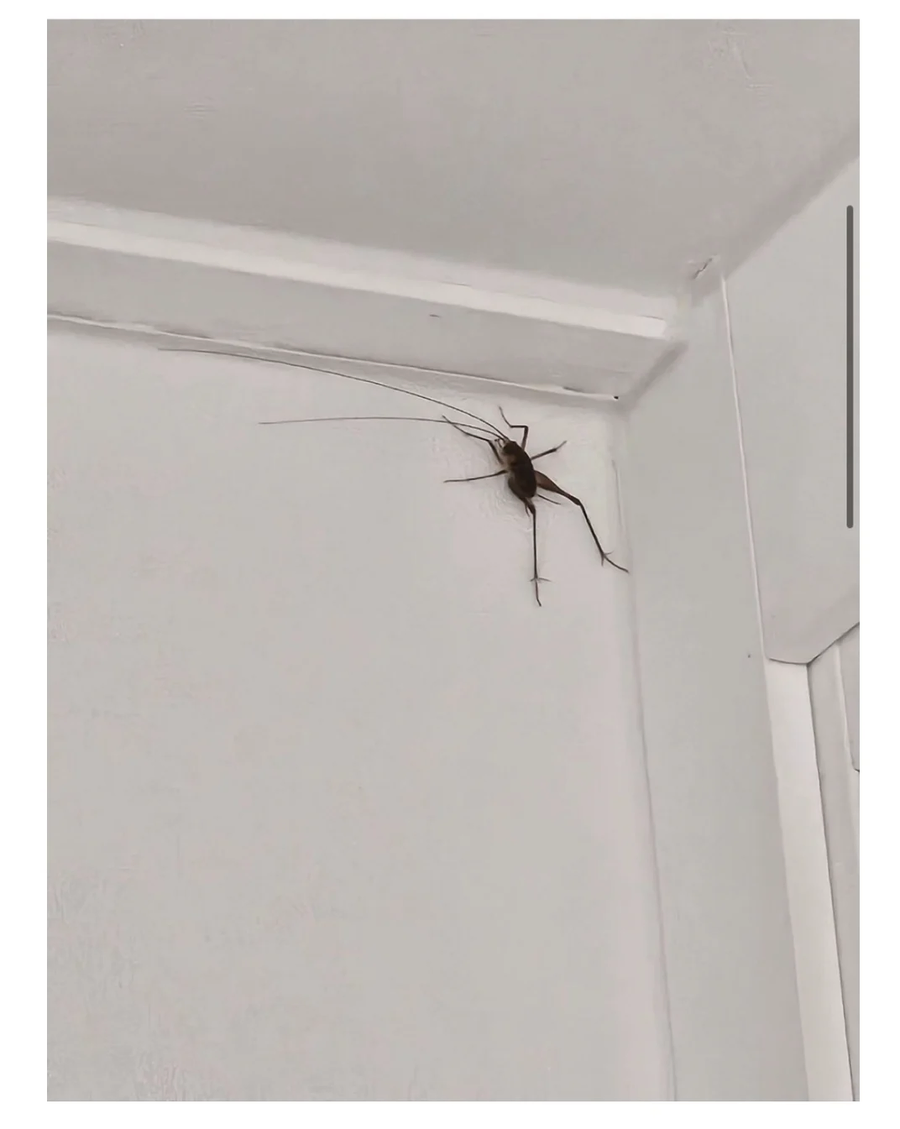 약혐)이거 곱등이야???_2.webp