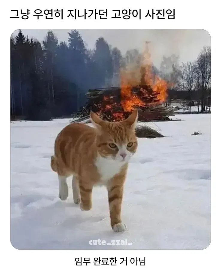 오해하지 마세요 그냥 지나가던 고양이 입니다_1.webp