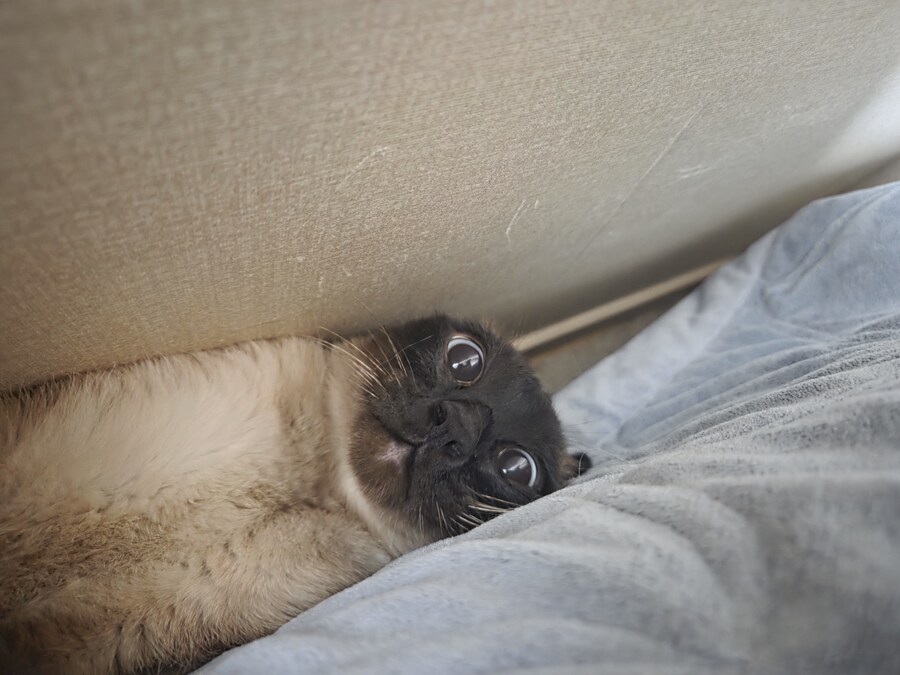 나름 귀엽게 찍었다고 생각하는 울집 고양이 사진 올려봅니다_8.jpg