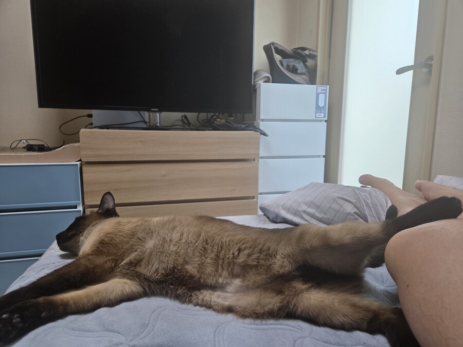 나름 귀엽게 찍었다고 생각하는 울집 고양이 사진 올려봅니다_10.jpg