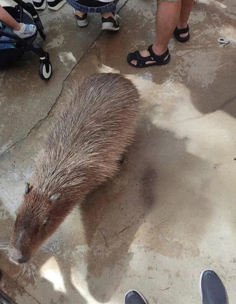 카피바라 크기 체감_1.jpg