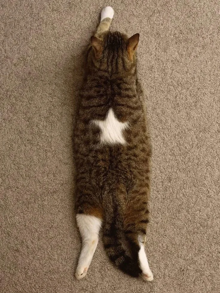 단명할 운명을 가지고 태어난 고양이.jpg_1.webp