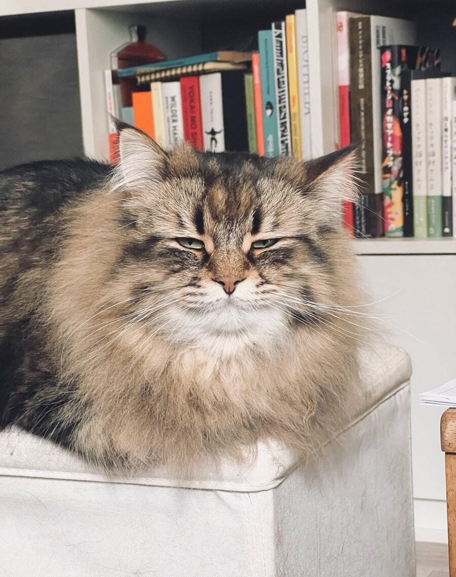 매우 졸린 고양이의 눈빛_1.jpg