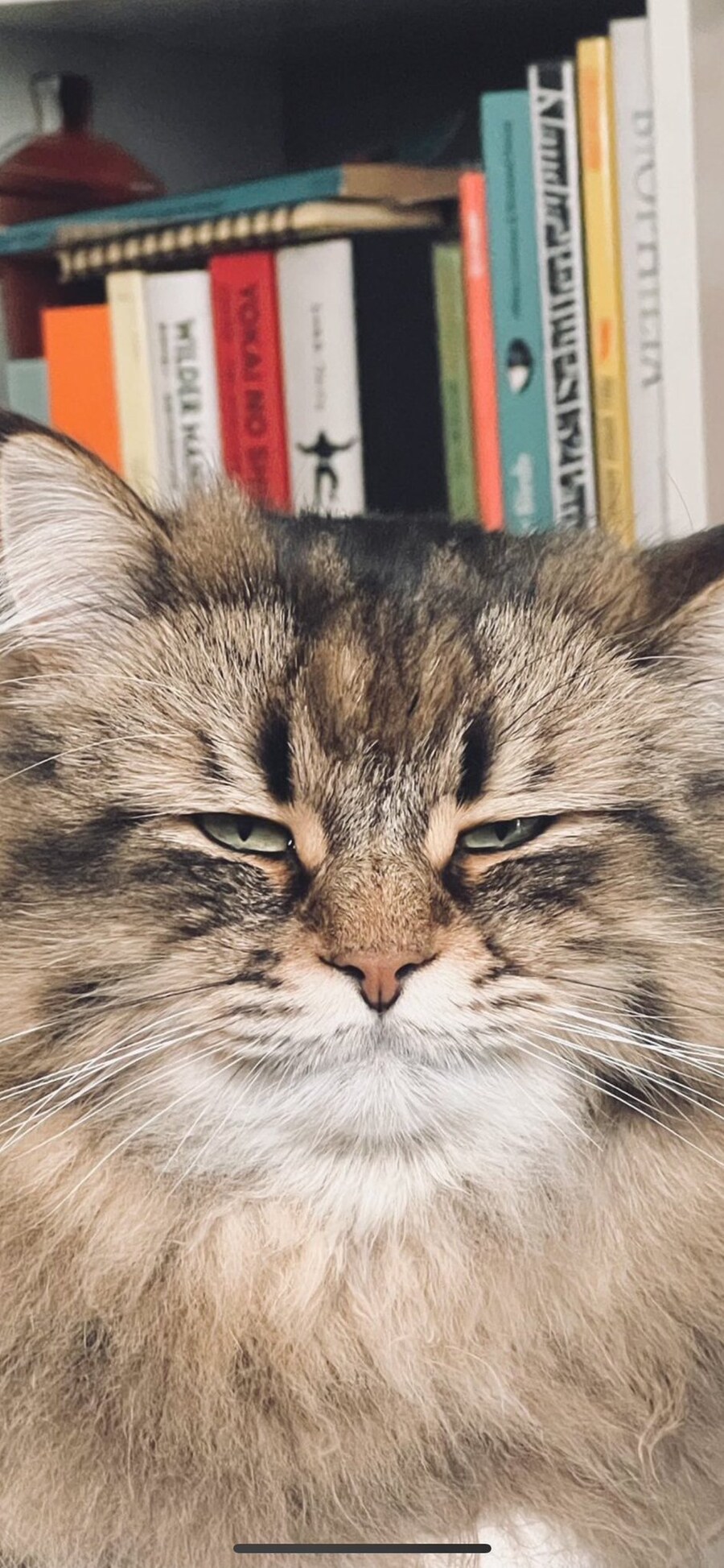 매우 졸린 고양이의 눈빛_2.jpg