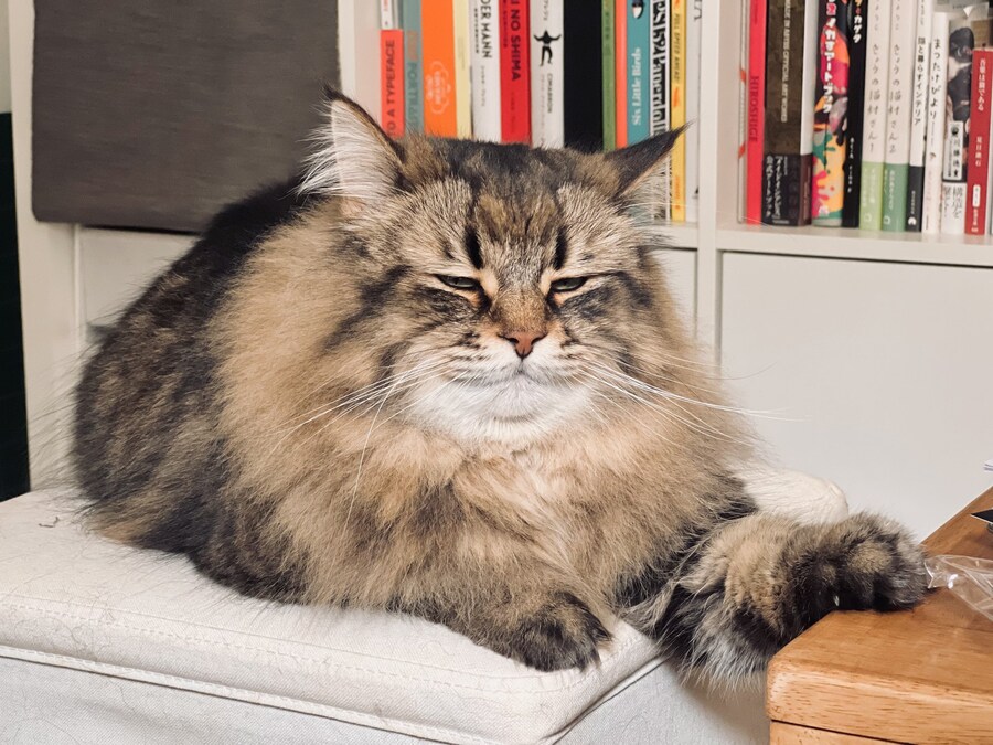 매우 졸린 고양이의 눈빛_3.jpg