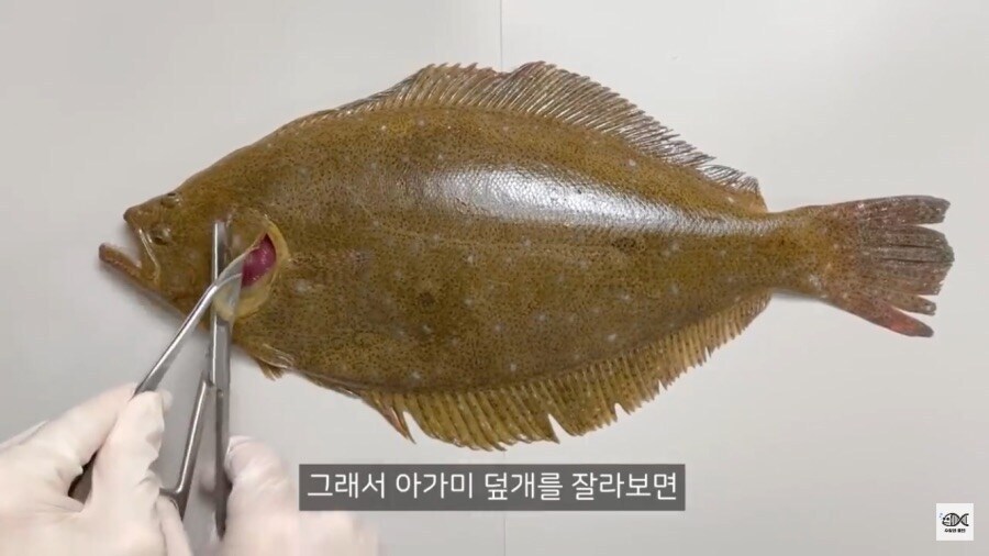 양식 안됐으면 디게 비쌌을꺼라는 생선_2.jpg