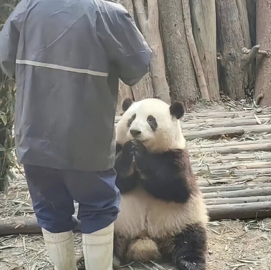 살찐 판다 밥 압수_2.jpg