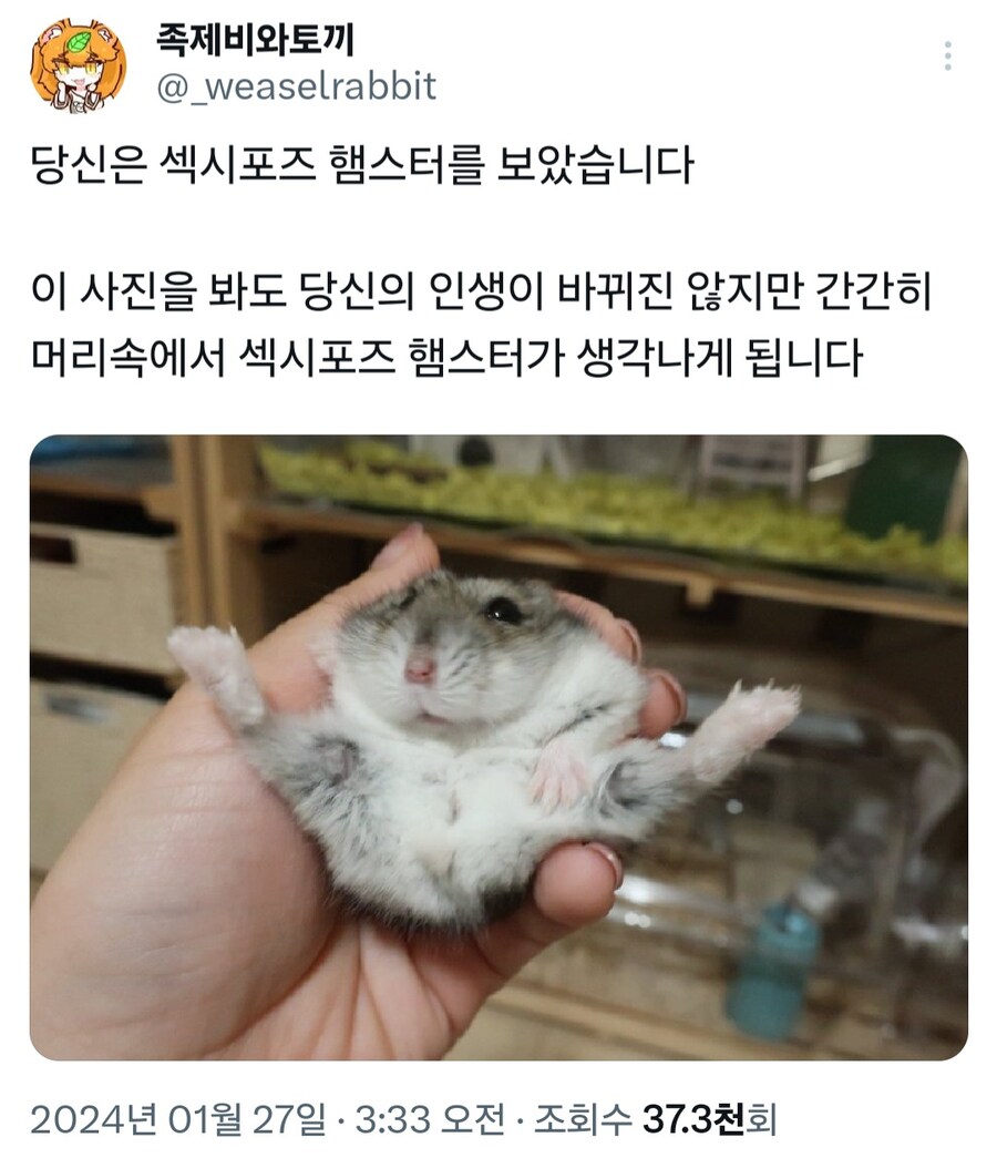 섹시포즈 햄스터_1.jpg