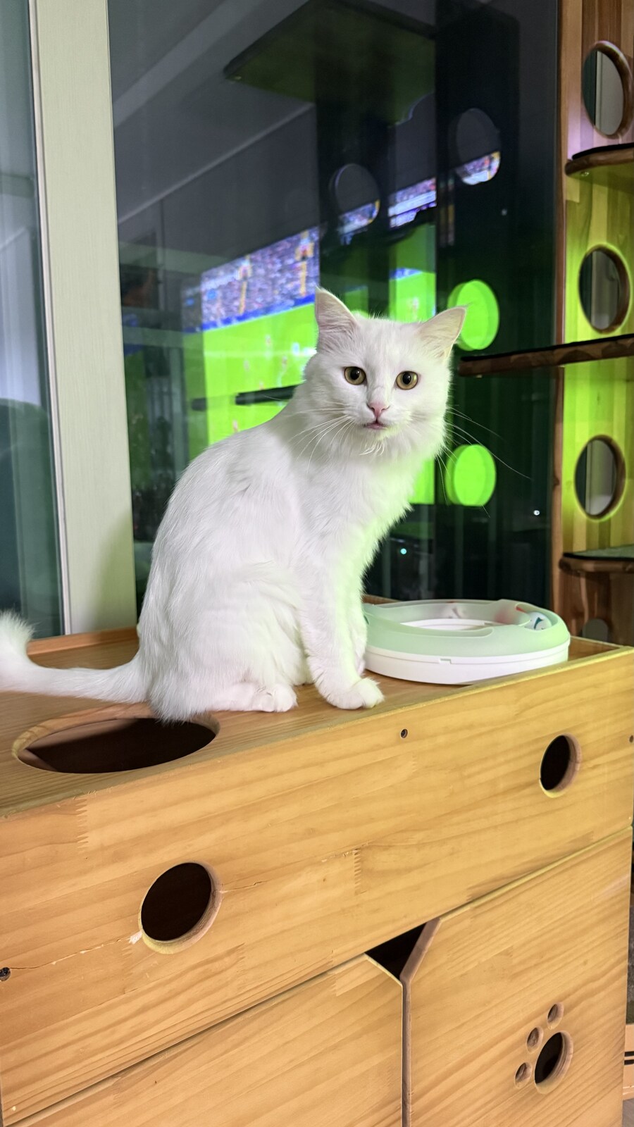 귀여운 우리집 고양이 보고 갈래?_1.jpg