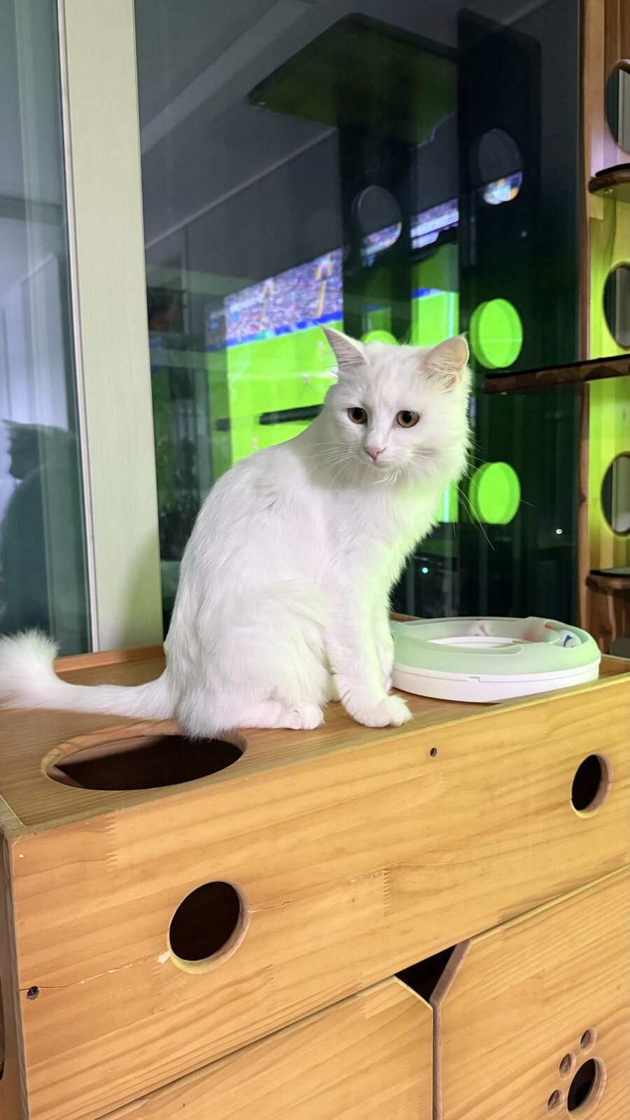 귀여운 우리집 고양이 보고 갈래?_2.jpg